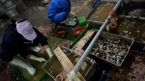 揭露衛生黑幕 臥底鴨腸鵝腸工廠觸目驚心的生產線